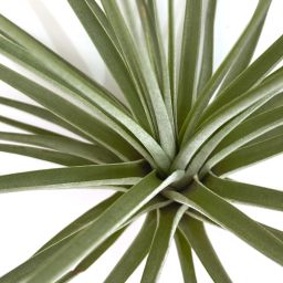 Tillandsia Espinosa Giant
