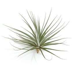 Tillandsia Espinosa Giant