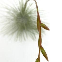 Tillandsia Fuchsii Gracilis