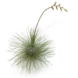 Tillandsia Fuchsii Gracilis