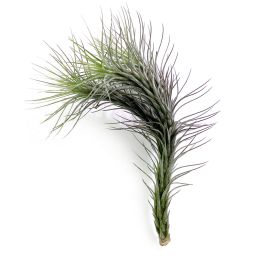 Tillandsia Funkiana