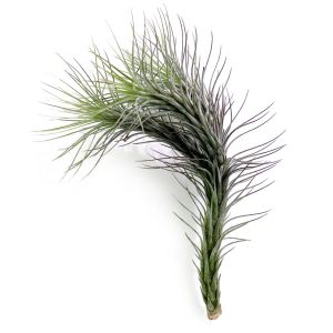 Tillandsia Funkiana