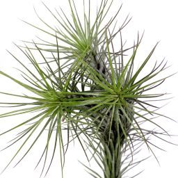 Tillandsia Funkiana
