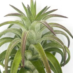 Tillandsia Ionantha van Hinningii 1