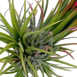 Tillandsia Ionantha Fuego