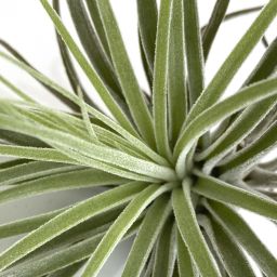 Tillandsia Oaxaca