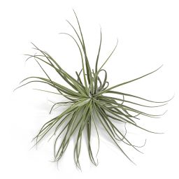 Tillandsia Oaxaca