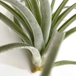 Tillandsia Pohliana