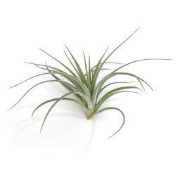 Tillandsia Pohliana