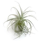 Tillandsia Straminea