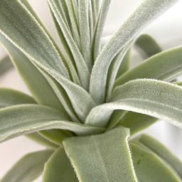 Tillandsia Straminea