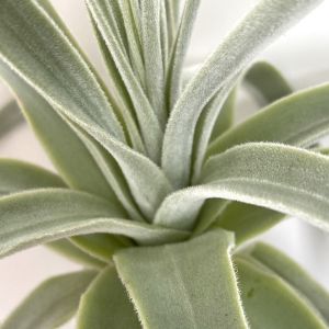 Tillandsia Straminea