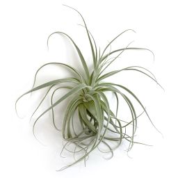Tillandsia Straminea