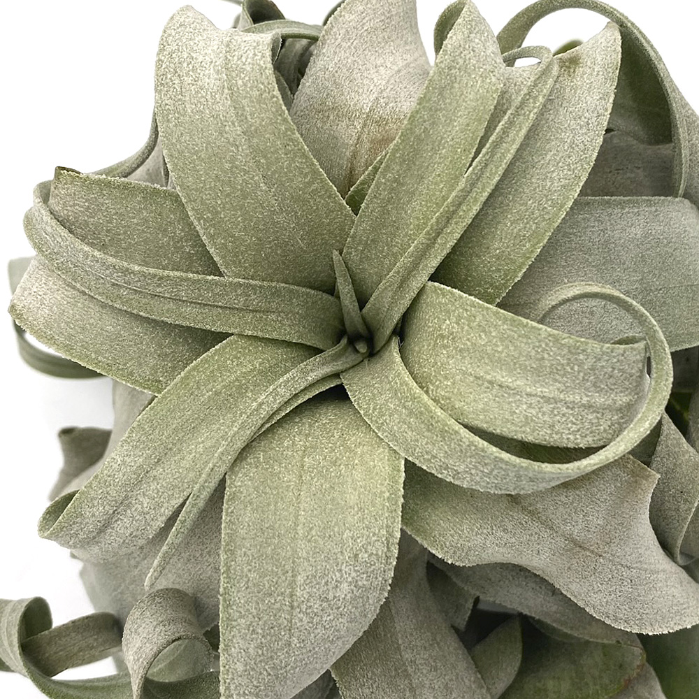 Tillandsia Streptophylla 1