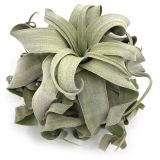 Tillandsia Streptophylla