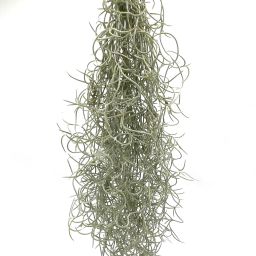 Tillandsia Usneoides 1