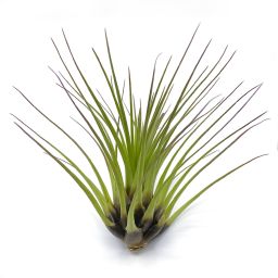 Tillandsia melanocrater tricolor