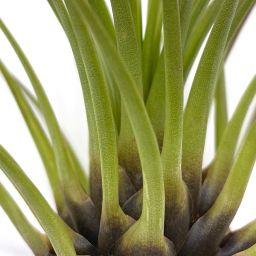 Tillandsia melanocrater tricolor 1