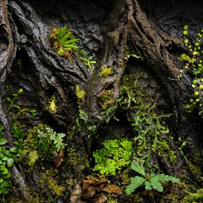 Terrarium achterwand maken