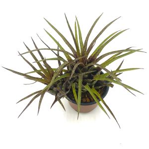 Vriesea Flammea