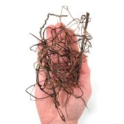 WIO Mini Root 2