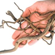 WIO Twisted Root 1