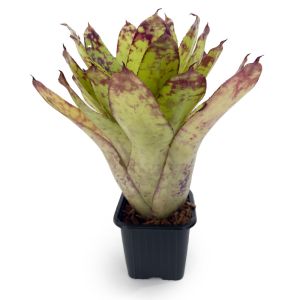 Neoregelia Winnie the Pooh Hybrid