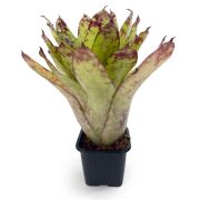 Neoregelia Winnie the Pooh hybrid 2