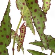 begonia amphioxus 1