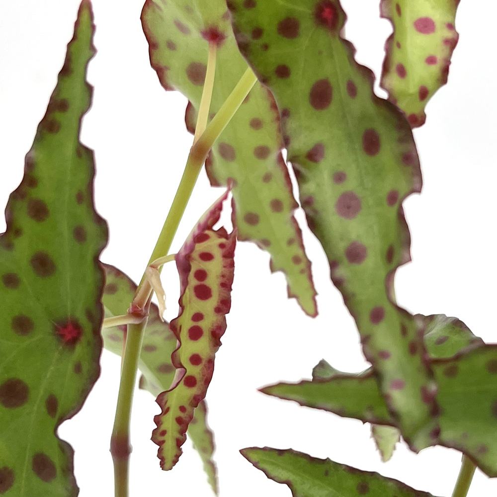 begonia amphioxus 1
