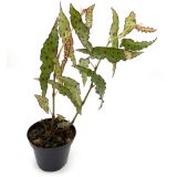 begonia amphioxus