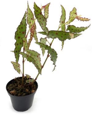 Begonia Amphioxus
