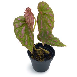 Begonia Negrosensis