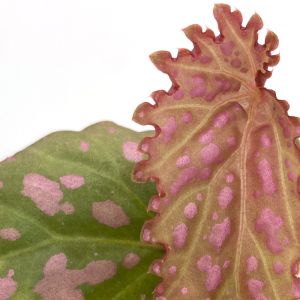 Begonia Negrosensis