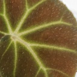 Begonia Olsoniae 2