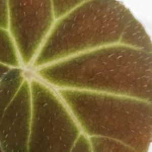 Begonia Olsoniae