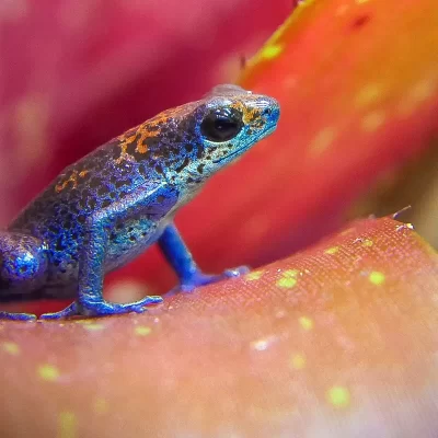 Biotopo