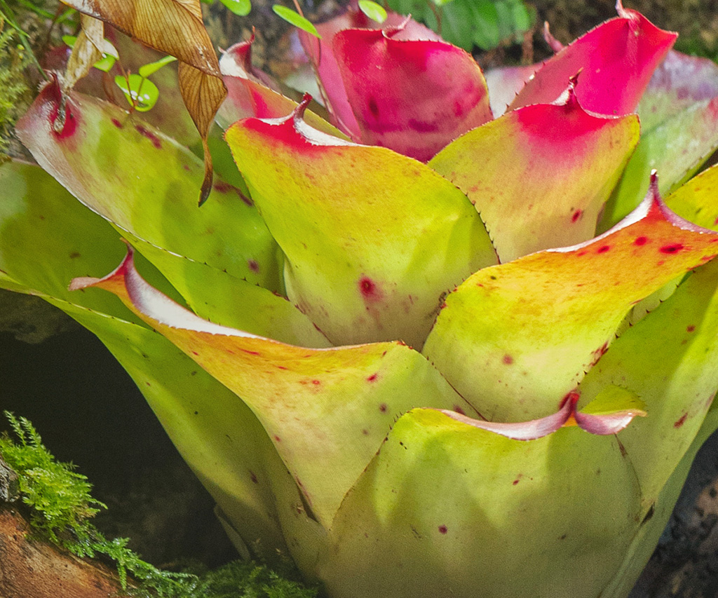 bromelia verzorging