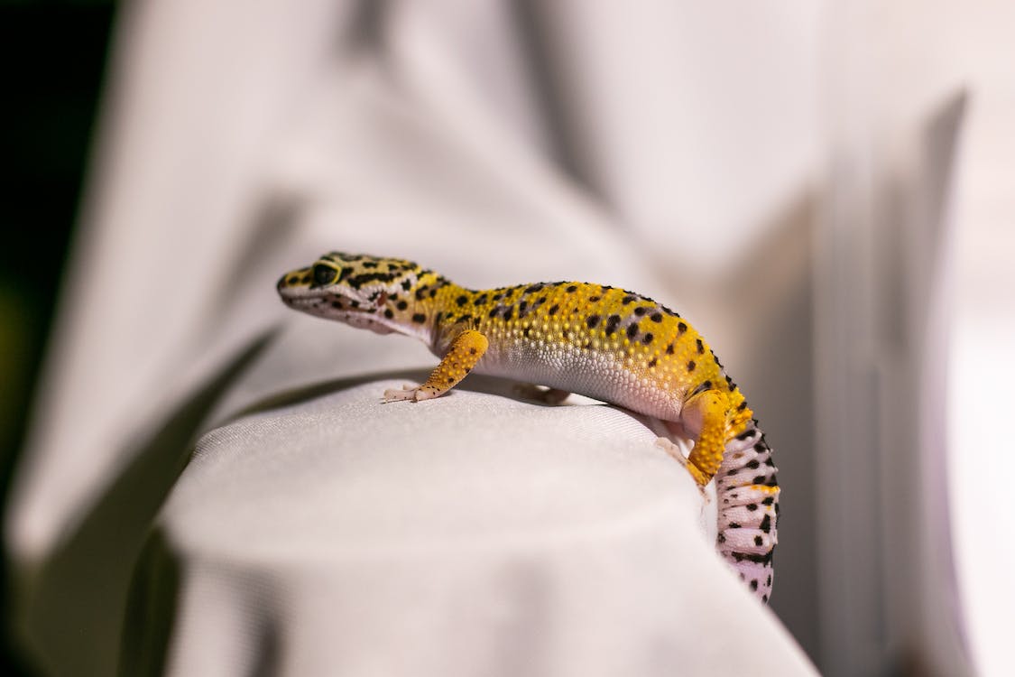 Gekko's