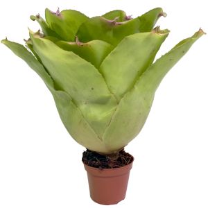 Neoregelia Johanis x Concentrica