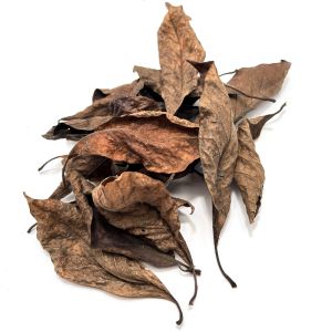 Magnolia bladeren