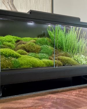 Mini Ecosysteem Mossarium