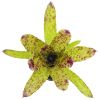 Neoregelia Cheers