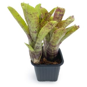 Neoregelia Cougar