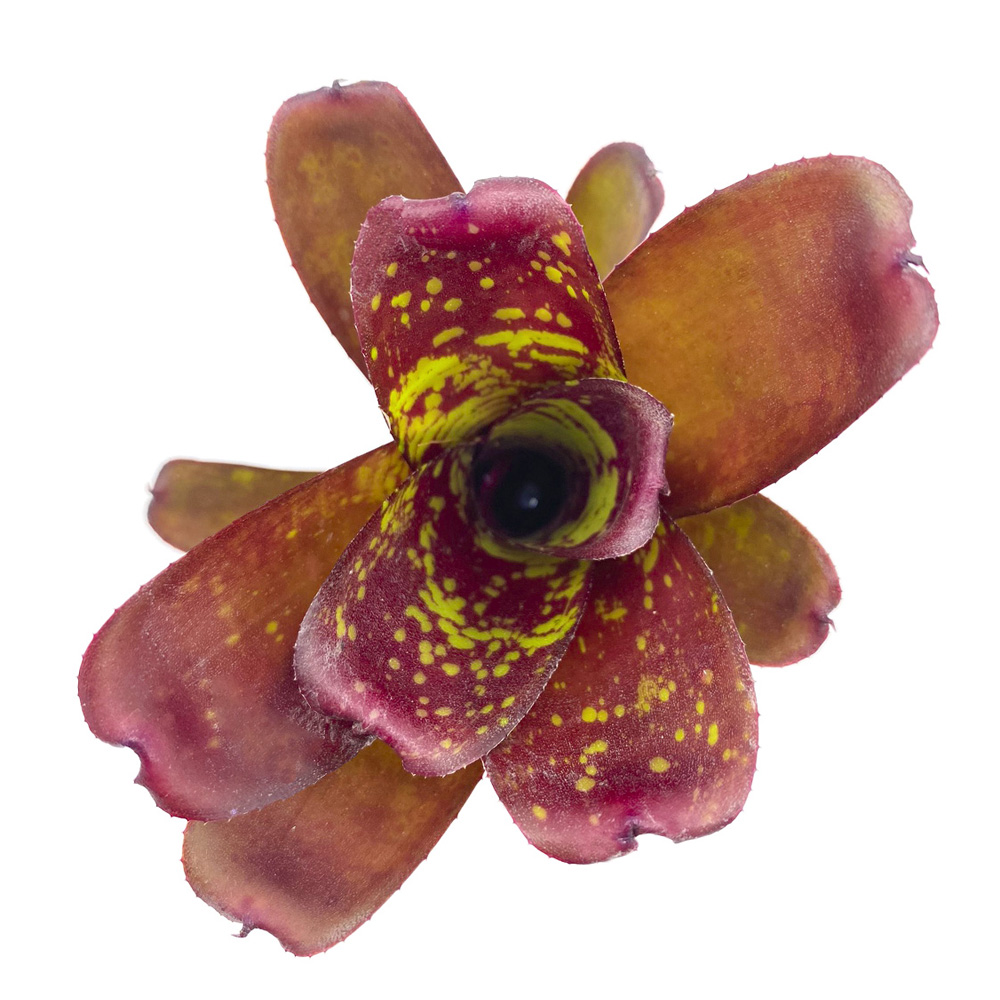 neoregelia dartanion