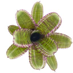 neoregelia live wire x moondust nl 1