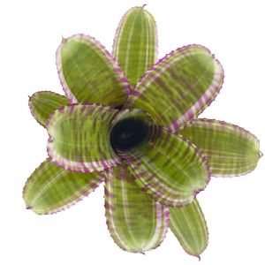 Neoregelia Live Wire x Moondust
