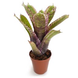 neoregelia live wire x moondust nl 2