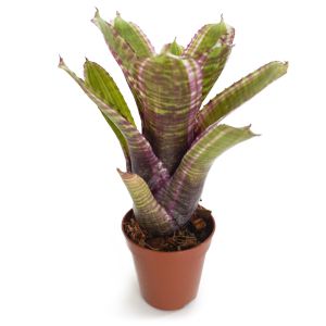 Neoregelia Live Wire x Moondust