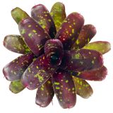 neoregelia royal burgundy x fireball